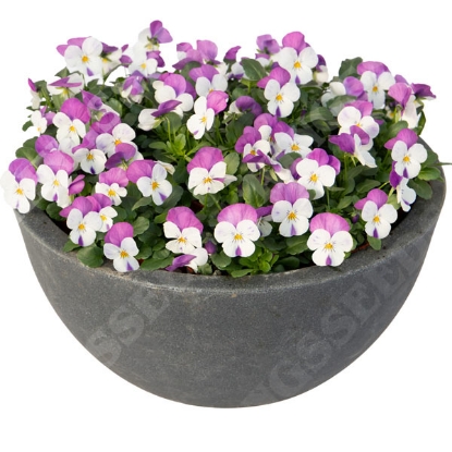 Picture of Viola Admire White Pink Wing F1